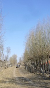Road to the Forest
