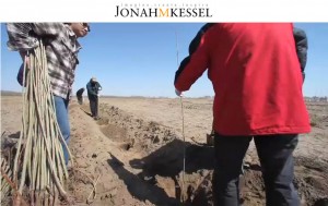 SCMC Team Planting - photo by Jonah Kessel