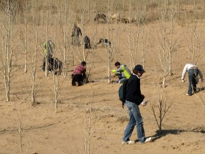 Woodstock Pruning